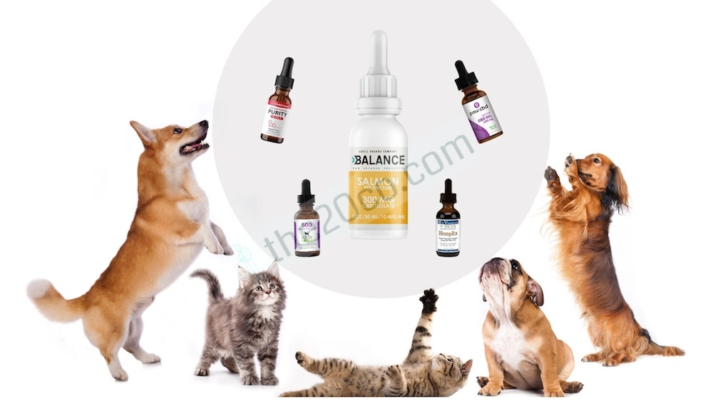 Benefits of Using CBD for Pets