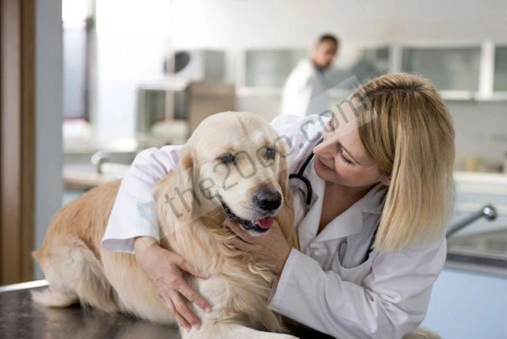 Do Veterinarians Recommend CBD for Pets