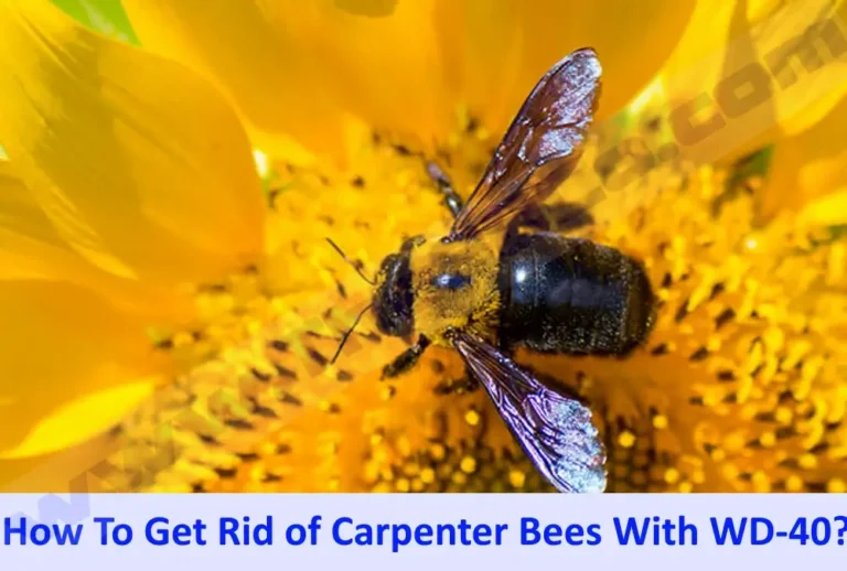 How To Get Rid of Carpenter Bees With WD-40?