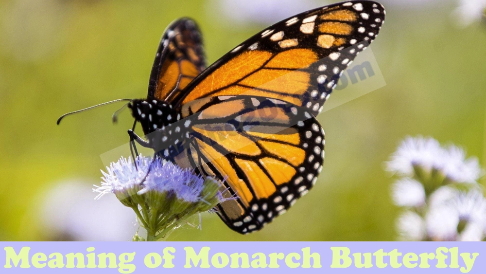 Meaning of Monarch Butterfly