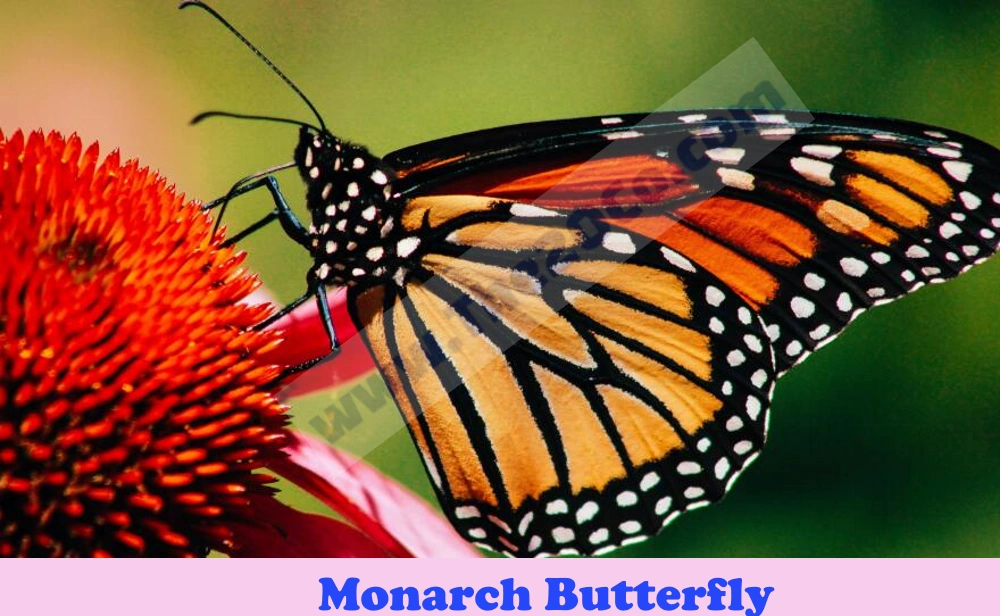 Monarch Butterfly