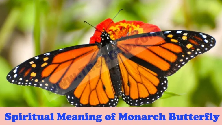 Spiritual Meaning of Monarch Butterfly