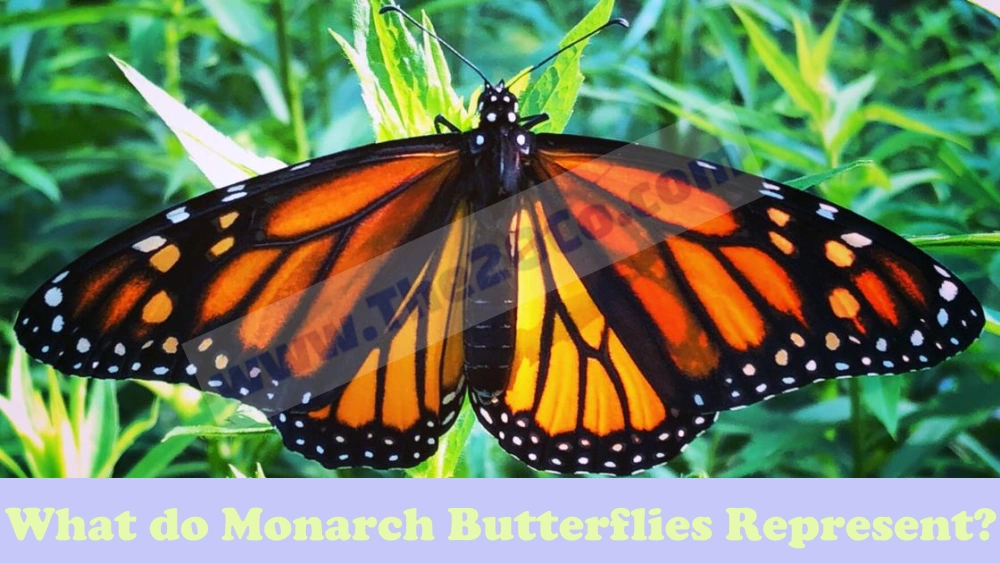 What do Monarch Butterflies Represent?