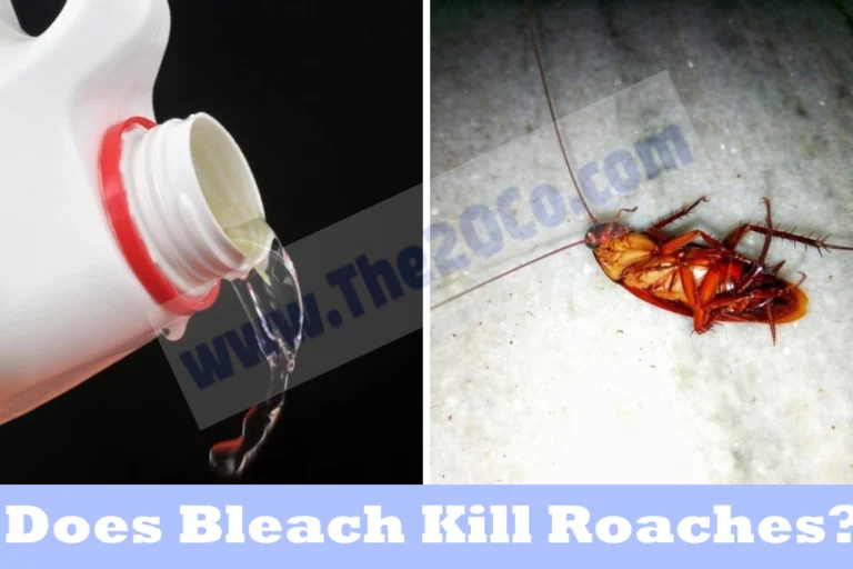 Does Bleach Kill Roaches?