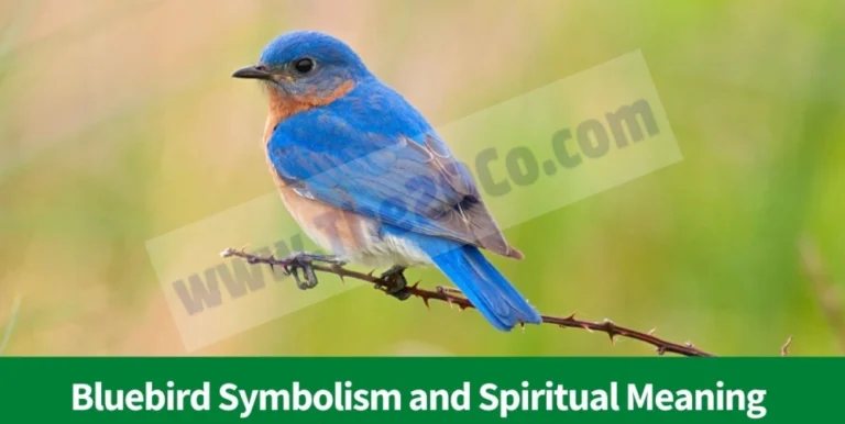 Bluebird Symbolism and Spiritual Meaning