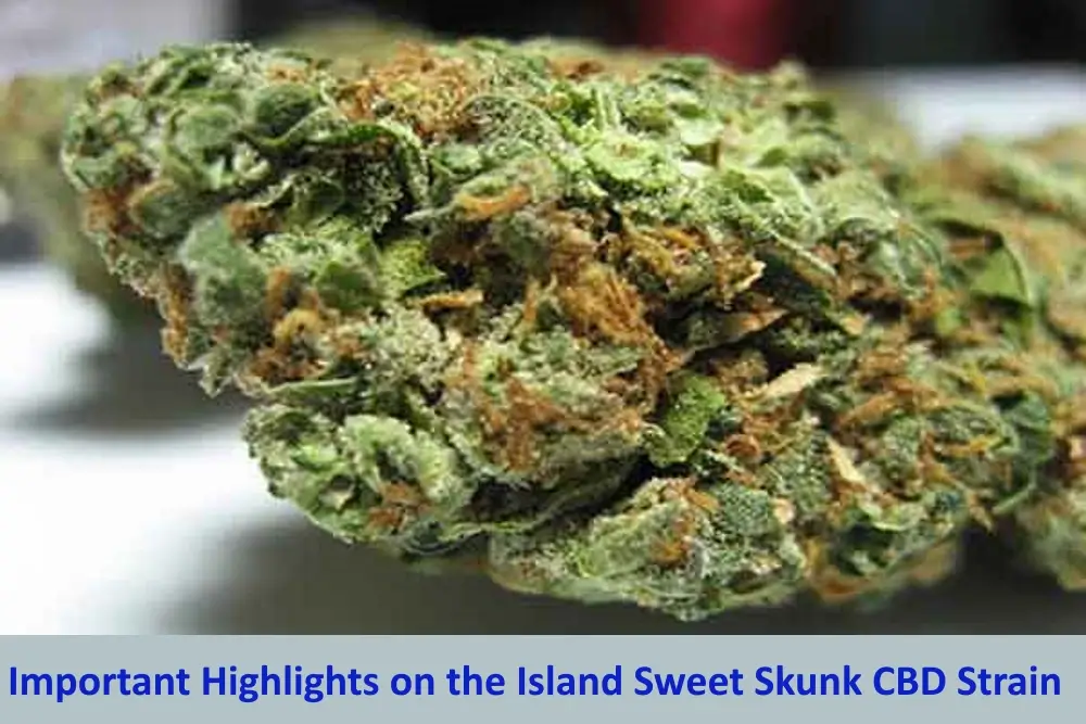 Island Sweet Skunk CBD Strain