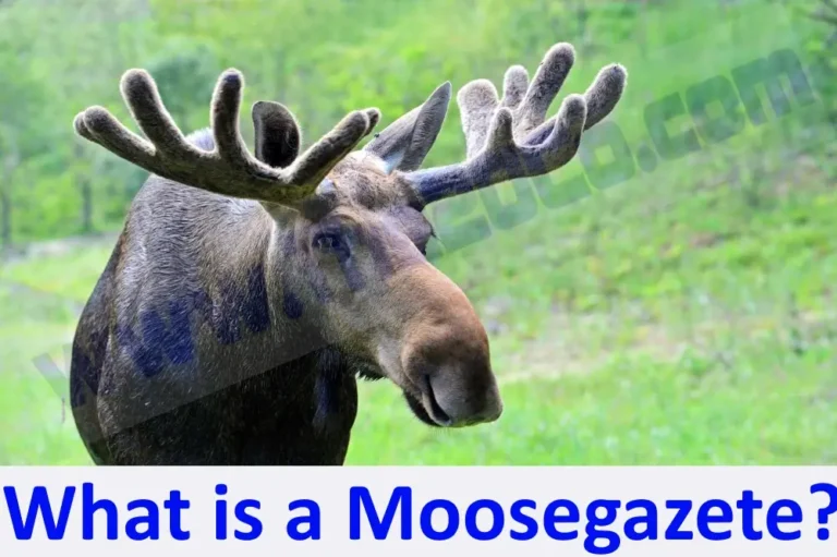 The Moosegazete: A Natural History of an Endangered Species