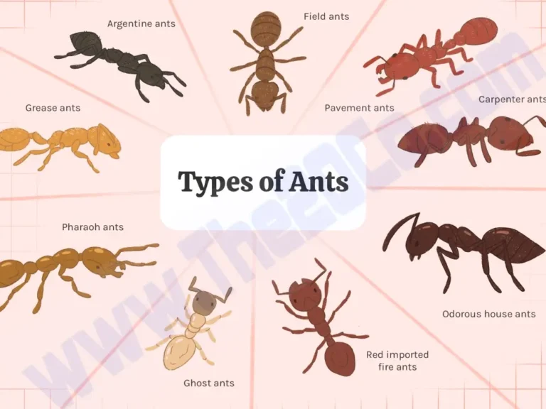 How Many Types Of Ants Are There?