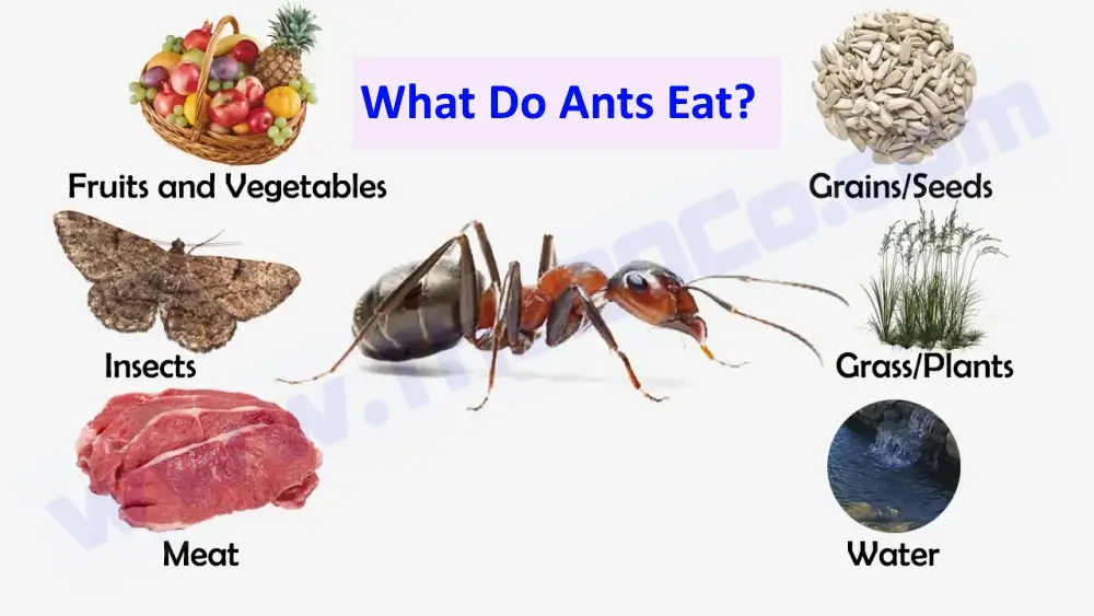 What Do Ants Eat