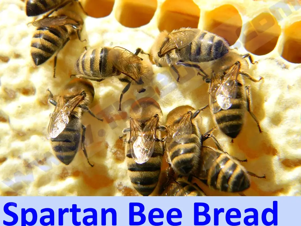 Spartan Bee Bread