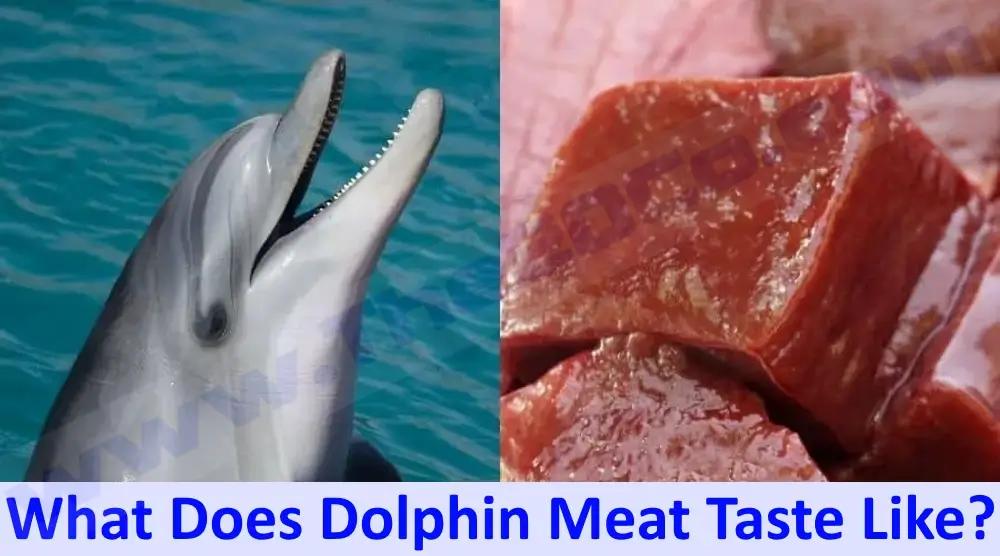 What Does Dolphin Meat Taste Like?
