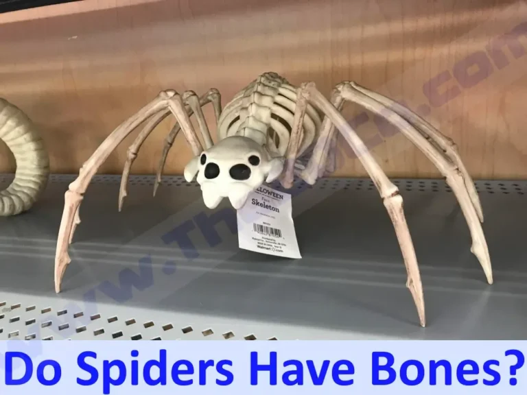 Do Spiders Have Bones?