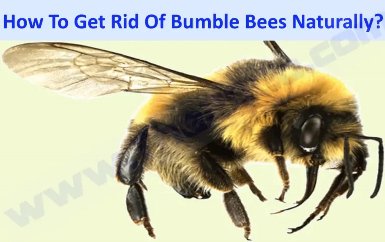 How To Get Rid Of Bumble Bees Naturally?