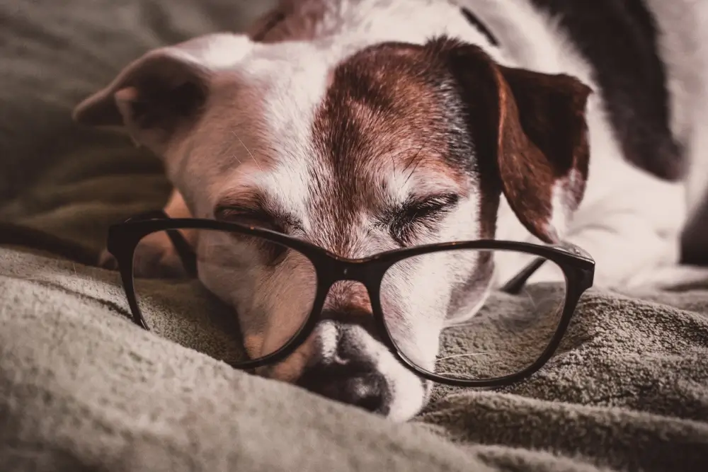 Home for Senior Dog