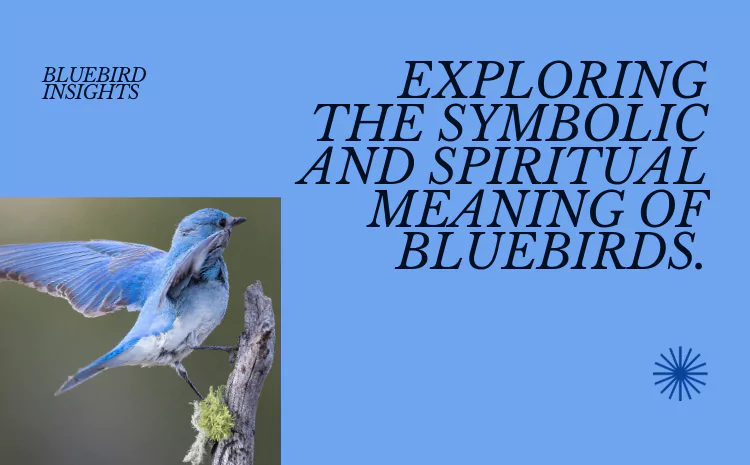 Bluebird Meaning and Symbolism: Sign of Hope and Happiness