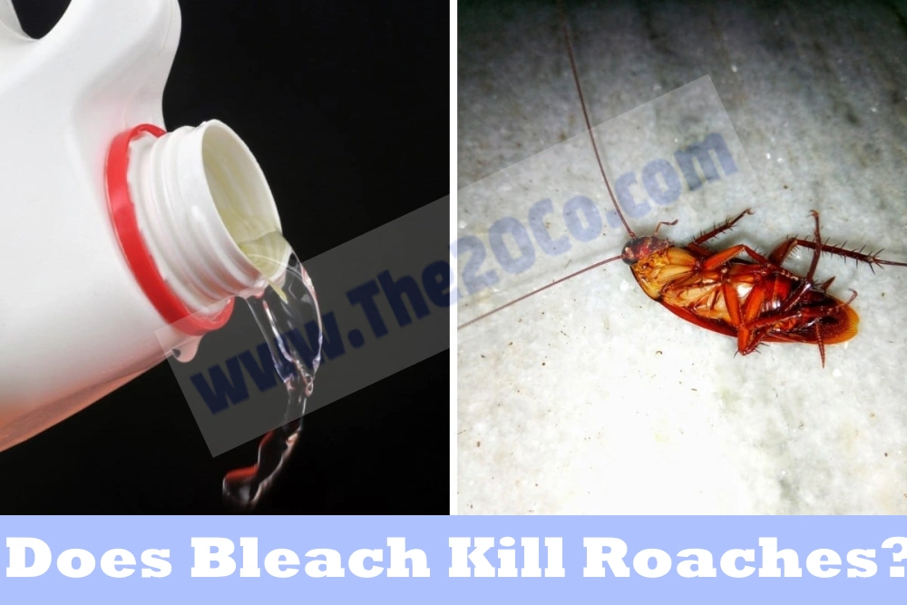 Does Bleach Kill Roaches?: Comprehensive Guide to Pest Control