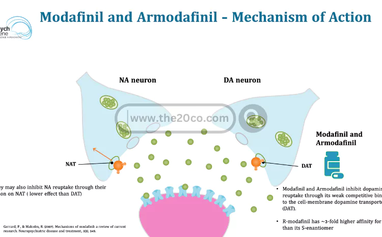 What is the mechanism of Modafinil’s sleep-regulating effect?