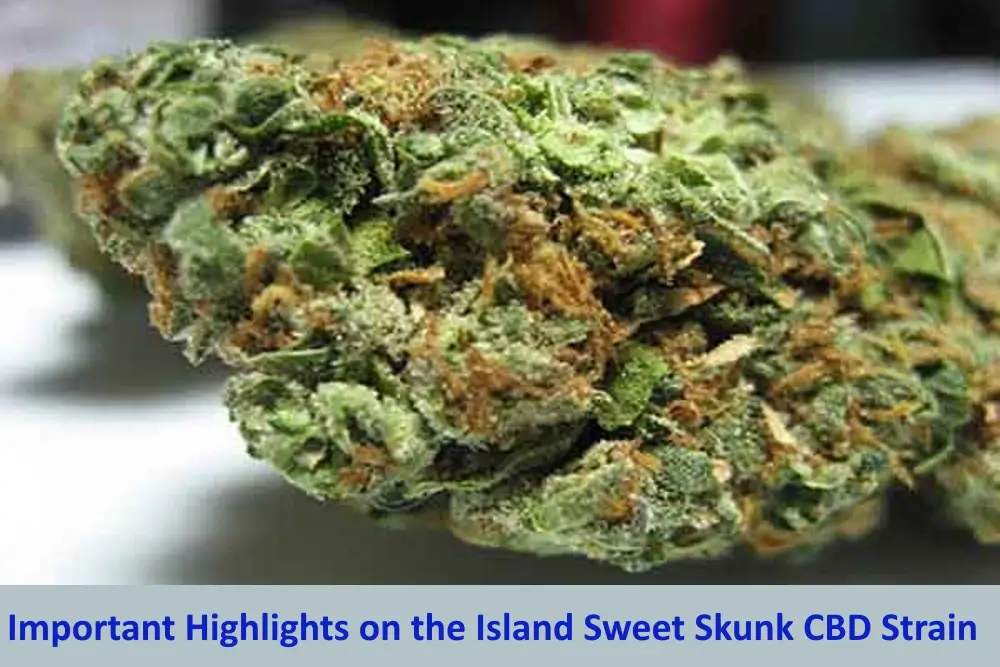 Important Highlights on the Island Sweet Skunk CBD Strain