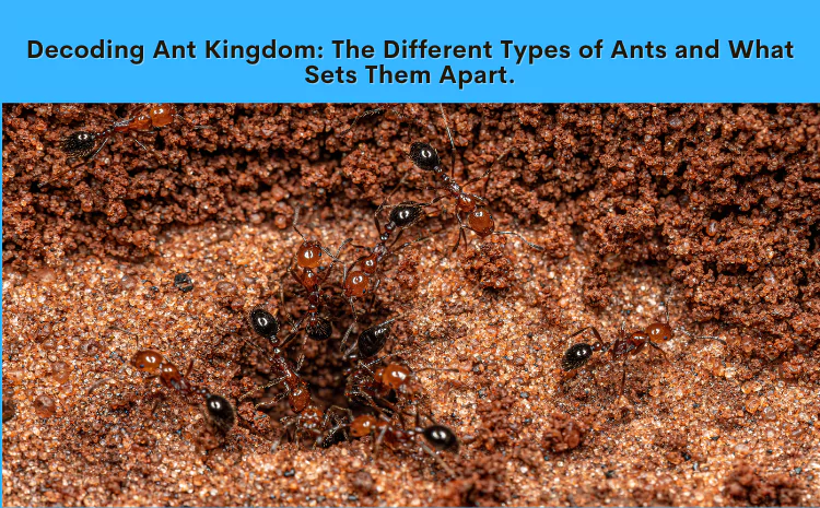 Types of Ants