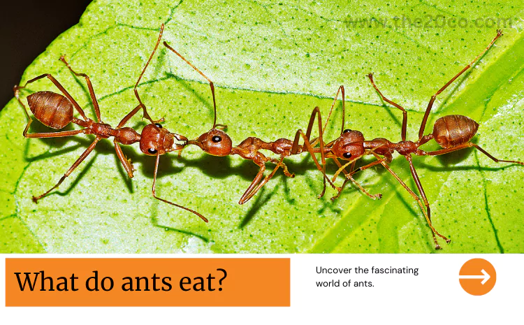 what do ants eat