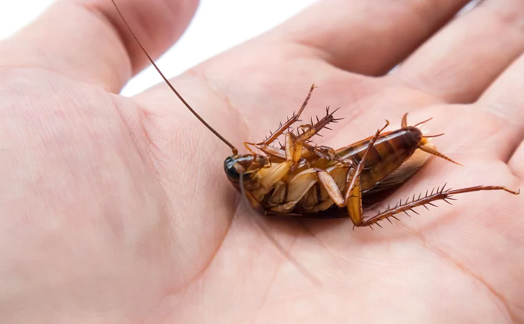 What Does a Cockroach Bite Look Like?