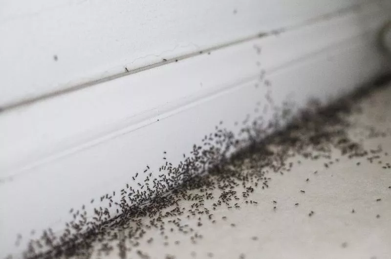 How to Get Rid of Ants in the Bathroom?